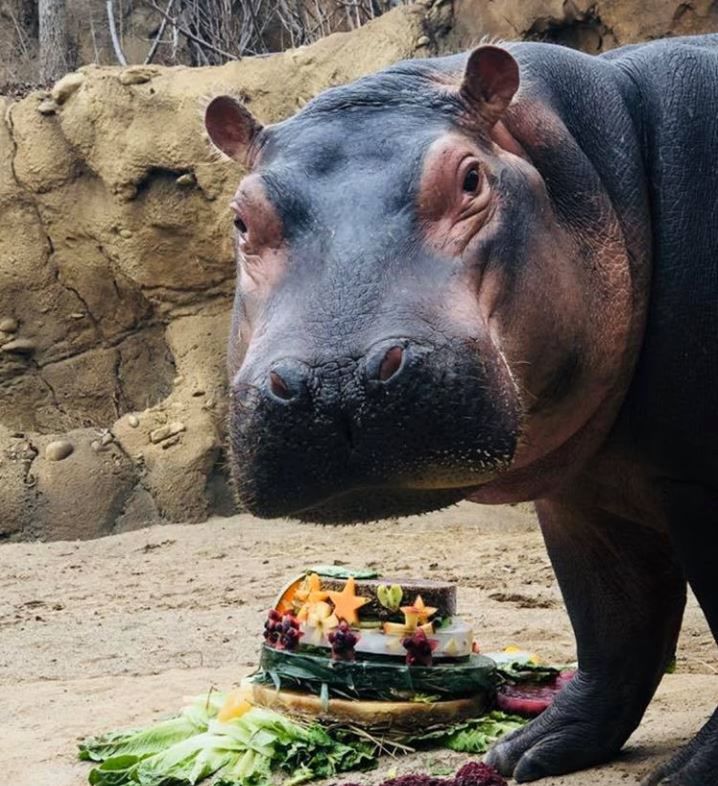 Hippopotamus Fact #12
